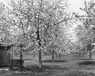 811463 Afbeelding van in bloei staande fruitbomen in een weiland langs de Koningslaan te Bunnik.